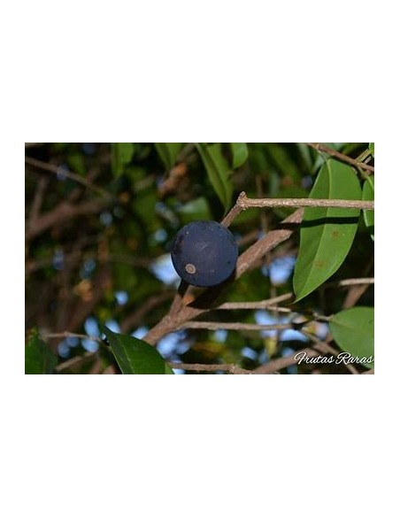 Blue Jaboticaba - Myrciaria vexator- 1 Sapling for Sale in Mexico - Online Nursery