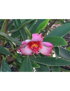 Waxflower Tree (Clusira...