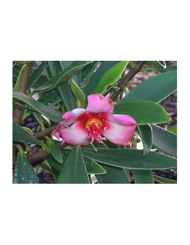 Arbol de flor de Cera (Clusira...