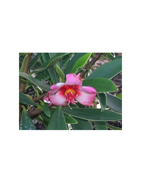 Waxflower Tree (Clusira rosea)-1 Tree for Sale in Mexico - Online Nursery