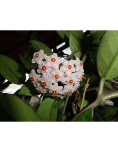 Arbol de flor de Cera... 2