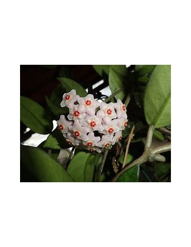 Arbol de flor de Cera (Clusira rosea)-1...