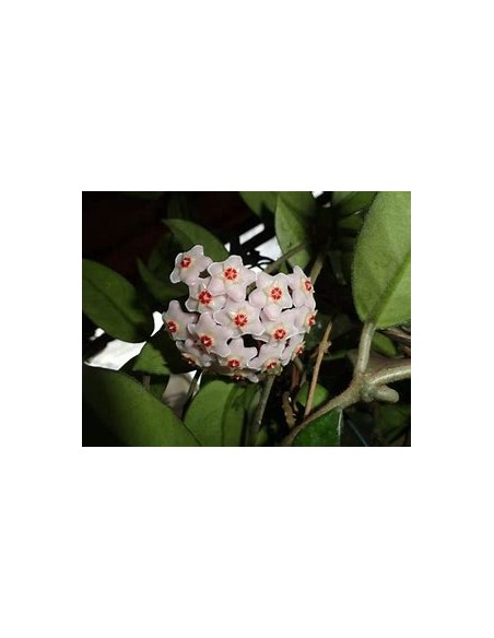 Arbol de flor de Cera (Clusira rosea)-1 Arbolito en Venta en Mexico - Vivero por internet
