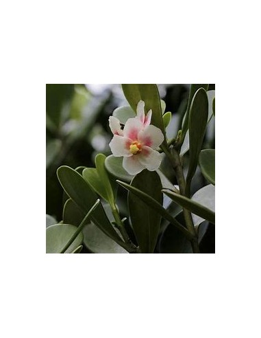 Arbol de flor de Cera (Clusira rosea)-1...