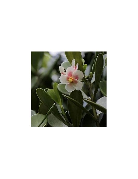 Waxflower Tree (Clusira rosea)-1 Tree for Sale in Mexico - Online Nursery