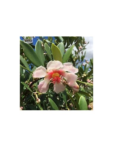 Arbol de flor de Cera (Clusira rosea)-1...