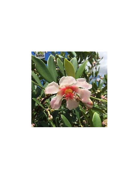 Arbol de flor de Cera (Clusira rosea)-1 Arbolito en Venta en Mexico - Vivero por internet