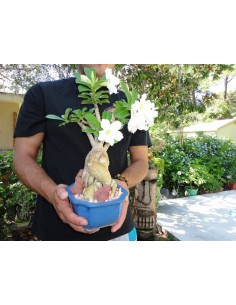 1 Rosa del desierto ''Flor blanca'' (Adenium obesum) Increibles plantas de rosa del desierto