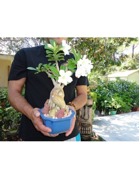 1 Adenium obesum ''White flower'' plant - Deser rose 1 Adenium obesum ''White flower'' plant - Deser rose