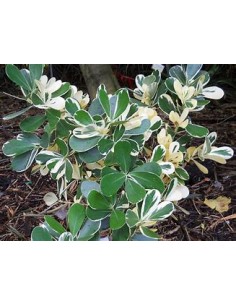 Variegata waxflower tree...