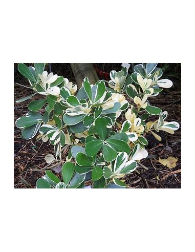 Arbol de flor de cera Variegata (Clusia rosea variegata)-1 Arbolito en Venta en Mexico - Vivero por internet