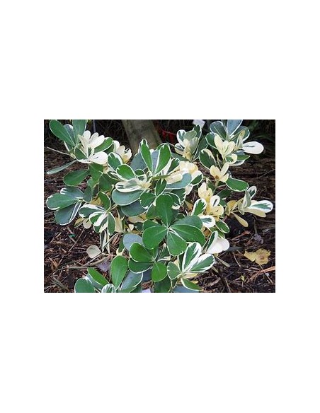 Arbol de flor de cera Variegata (Clusia rosea variegata)-1 Arbolito en Venta en Mexico - Vivero por internet