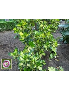 Arbol de flor de cera... 2