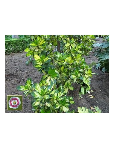 Arbol de flor de cera Variegata (Clusia rosea...