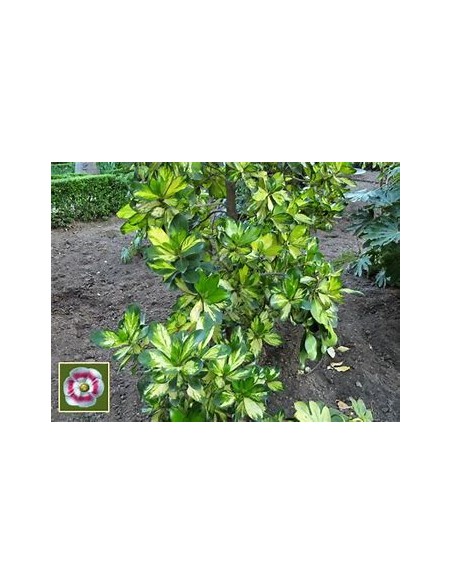 Arbol de flor de cera Variegata (Clusia rosea variegata)-1 Arbolito en Venta en Mexico - Vivero por internet