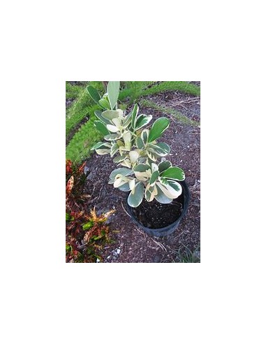 Arbol de flor de cera Variegata (Clusia rosea...