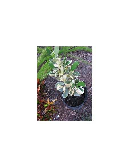 Arbol de flor de cera Variegata (Clusia rosea variegata)-1 Arbolito en Venta en Mexico - Vivero por internet