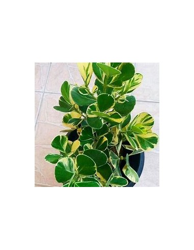 Arbol de flor de cera Variegata (Clusia rosea...