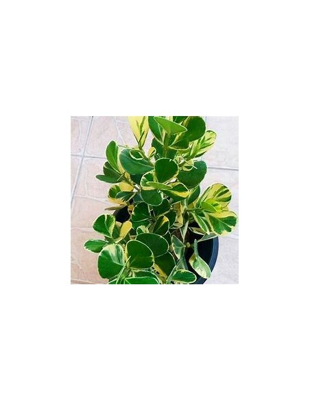 Arbol de flor de cera Variegata (Clusia rosea variegata)-1 Arbolito en Venta en Mexico - Vivero por internet