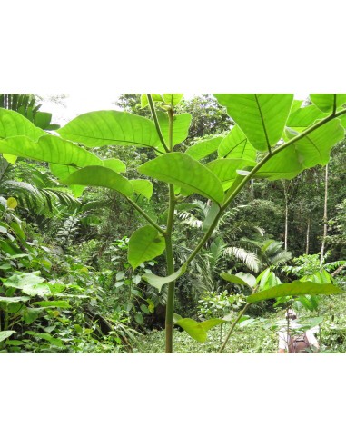Árbol del Caucho (Castilla elastica) - El...