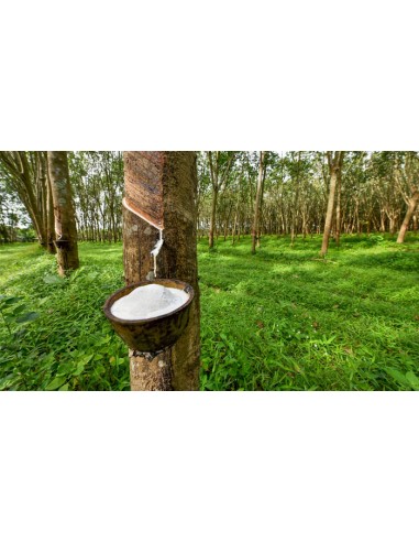 Árbol del Caucho (Castilla elastica) - El...