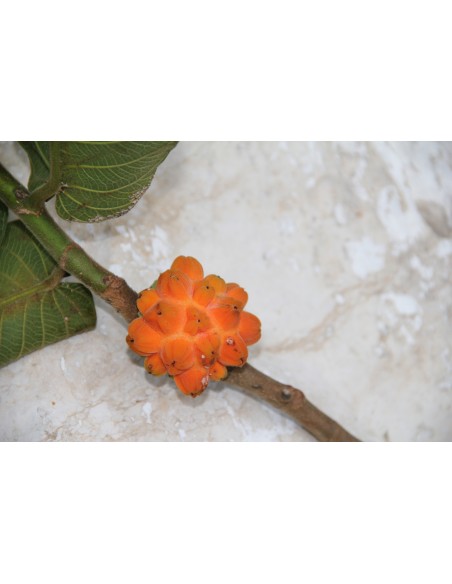 Mexican Rubber Tree (Castilla elastica) - Rainforest Treasure: History, Care, and Uses order a live tree right here.