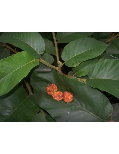Mexican Rubber Tree (Castilla elastica) -...