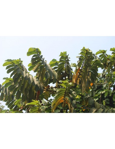 Árbol del Caucho (Castilla elastica) - El...