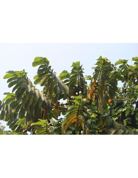 Mexican Rubber Tree (Castilla elastica) - Rainforest Treasure: History, Care, and Uses order a live tree right here.