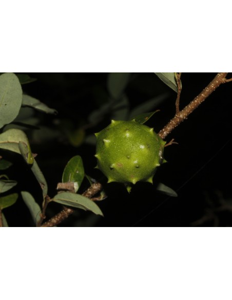 Mexican dwarf cherimoya live tree (Annona globiflora)-1 tree for Sale in Mexico -  Order right now in our online website