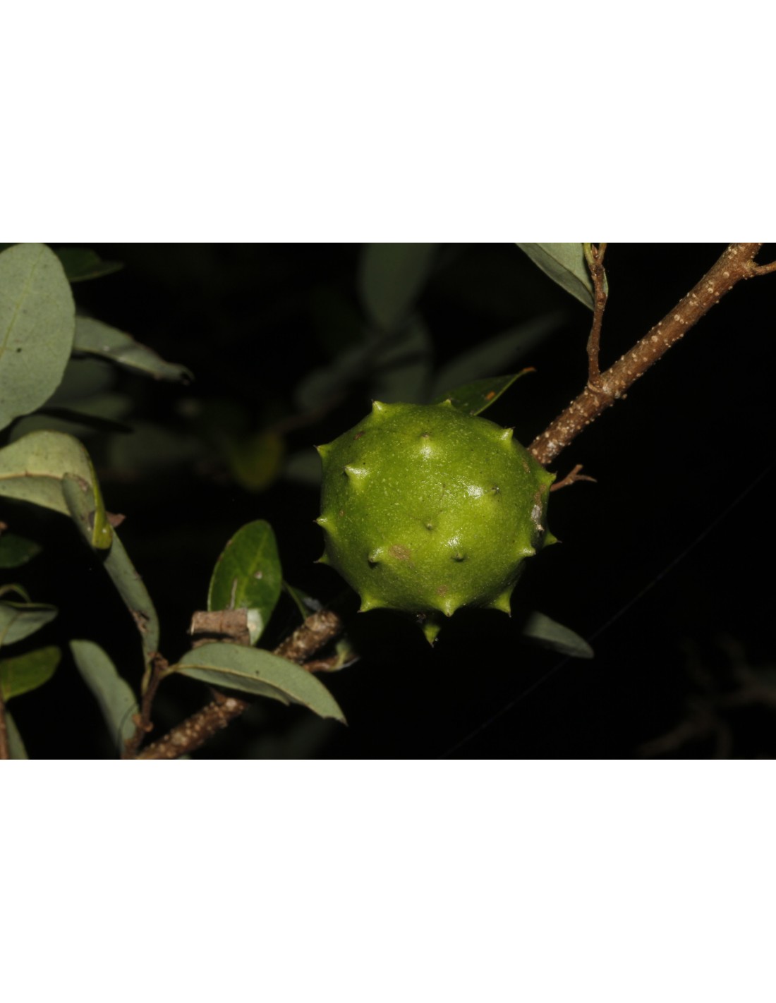 Mexican dwarf cherimoya live tree (Annona globiflora)1 tree for Sale