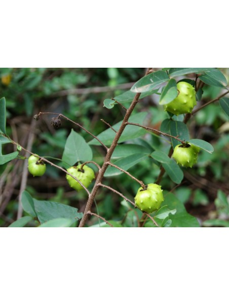 Mexican dwarf cherimoya live tree (Annona globiflora)-1 tree for Sale in Mexico -  Order right now in our online website
