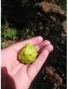 Mexican dwarf cherimoya... 2
