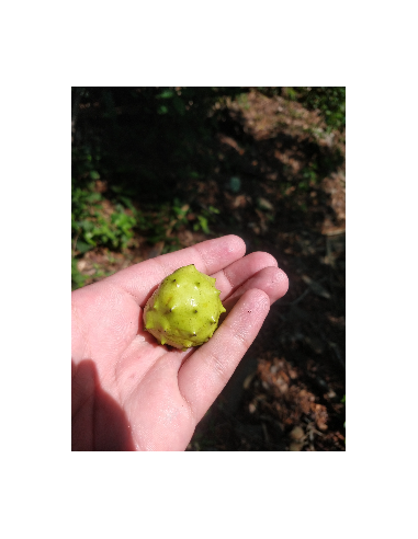 Mexican dwarf cherimoya live tree (Annona...