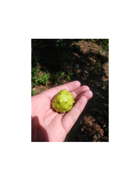 Mexican dwarf cherimoya live tree (Annona globiflora)-1 tree for Sale in Mexico -  Order right now in our online website