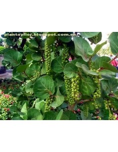 Uvero de playa- Uva de mar...