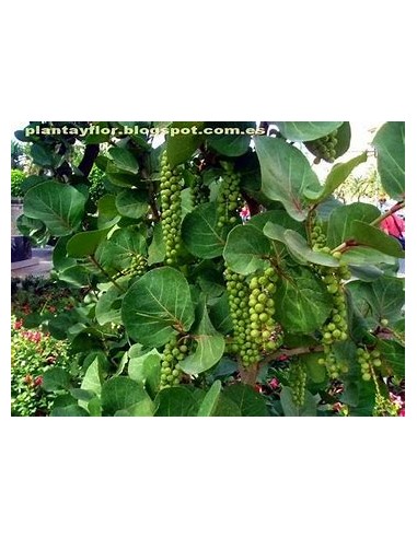 Uvero de playa- Uva de mar (Coccoloba uvifera)-1 Tree for Sale in Mexico - Online Nursery