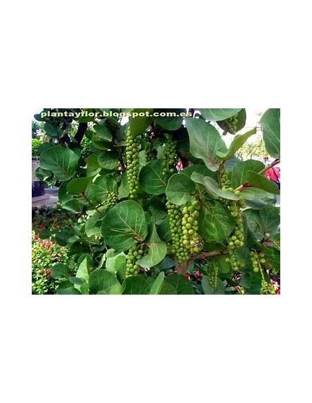 Uvero de playa- Uva de mar (Coccoloba uvifera)-1 Arbolito en Venta en Mexico - Vivero por internet