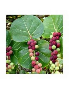 Uvero de playa- Uva de mar... 2