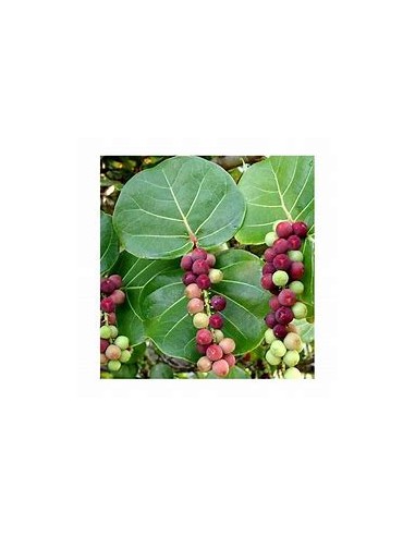 Uvero de playa- Uva de mar (Coccoloba...