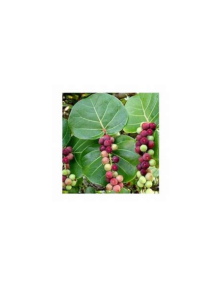 Uvero de playa- Uva de mar (Coccoloba uvifera)-1 Tree for Sale in Mexico - Online Nursery