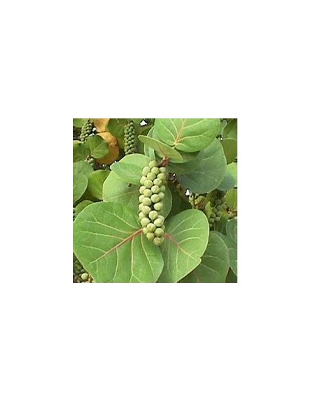 Uvero de playa- Uva de mar (Coccoloba uvifera)-1 Arbolito en Venta en Mexico - Vivero por internet