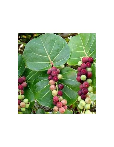 Uvero de playa- Uva de mar (Coccoloba...