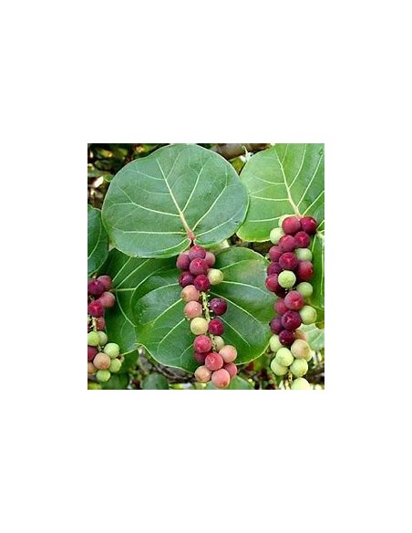 Uvero de playa- Uva de mar (Coccoloba uvifera)-1 Arbolito en Venta en Mexico - Vivero por internet