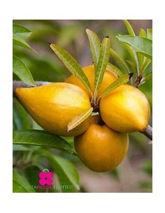 Zapote Kanistel - Canistel...