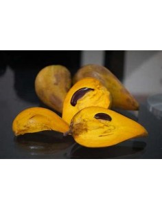 Zapote Kanistel - Canistel... 2