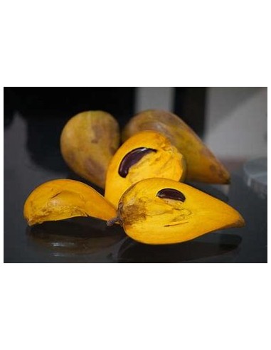 Zapote Kanistel - Canistel Pouteria...