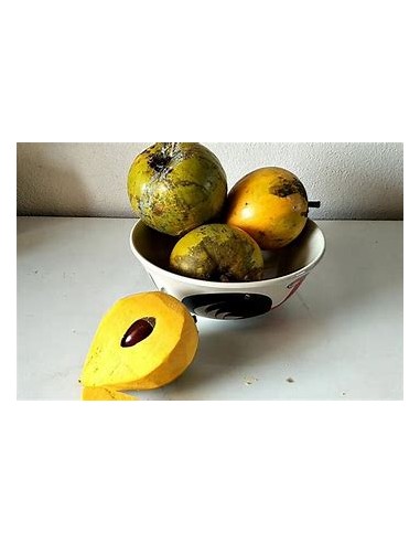 Zapote Kanistel - Canistel Pouteria...