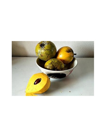 Zapote Kanistel - Canistel Pouteria campechiana-1 Arbolito en Venta en Mexico - Vivero por internet