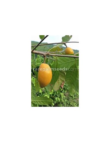 Zapote Kanistel - Canistel Pouteria...